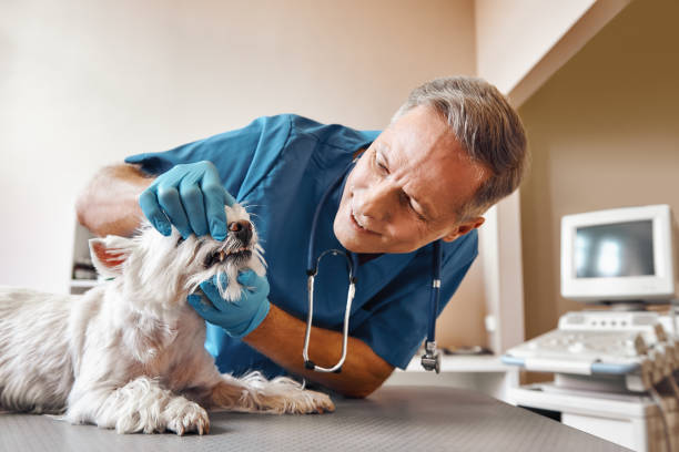 Best Same-Day Emergency Dentist in Sappington, MO